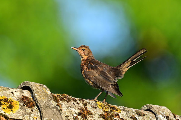 Amsel Jungvogel
