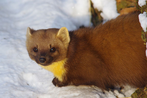 Baummarder im Otterpark Hankensbüttel