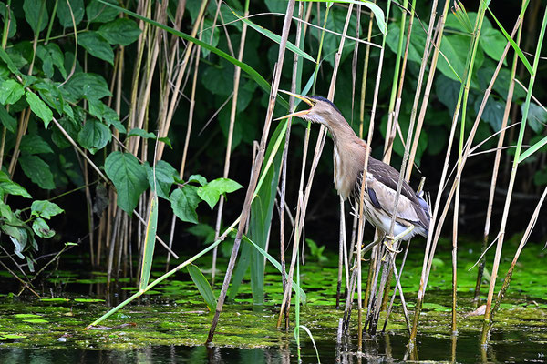 Zwergdommel Weibchen