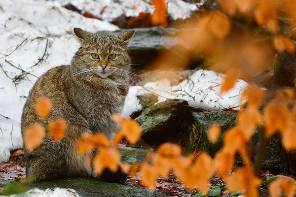 Wildkatze im Herbstlaub, Nationalpark Bayrischer Wald Tierfreigelände Neuschönau