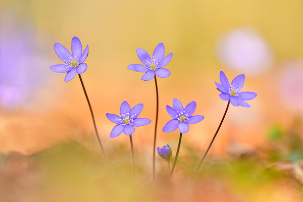 Leberblümchen