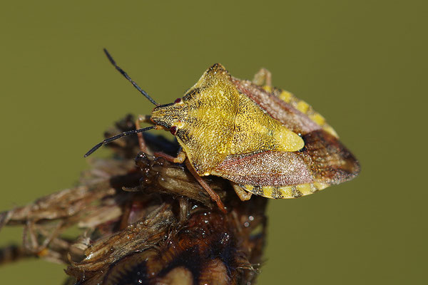 Beerenwanze