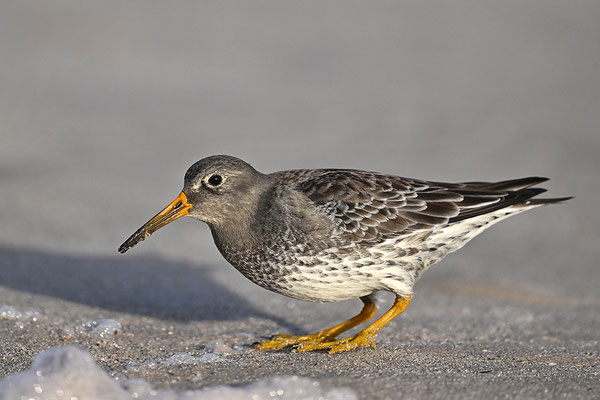 Meerstrandläufer