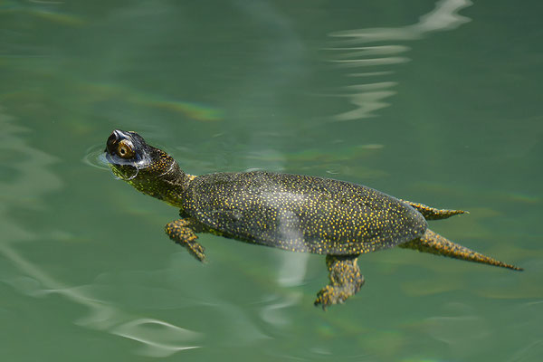 Europäische Sumpfschildkröte
