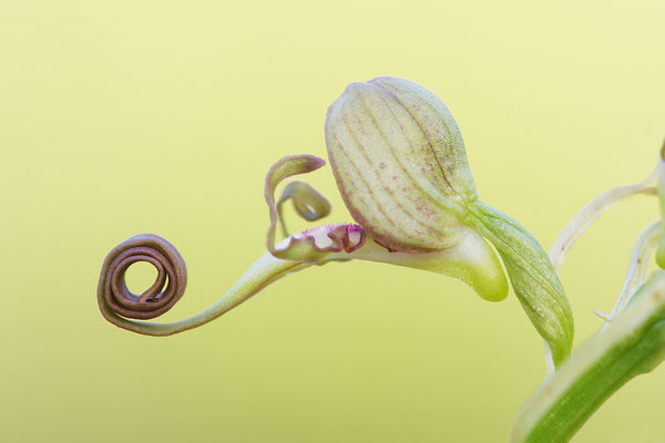 Bocksriemenzunge Einzelblüte