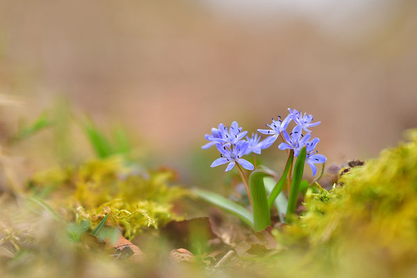 Blaustern