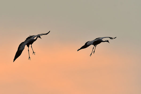 Kraniche im Flug