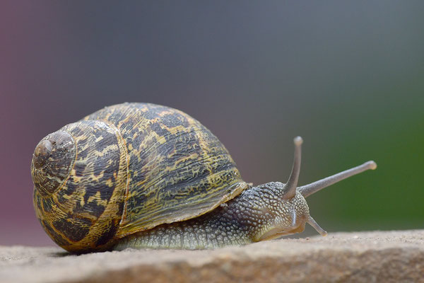 Gefleckte Weinbergschnecke