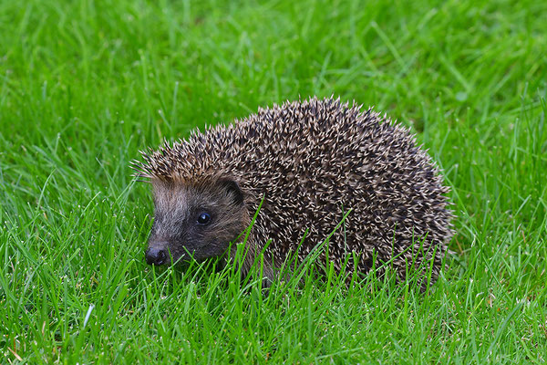 Igel