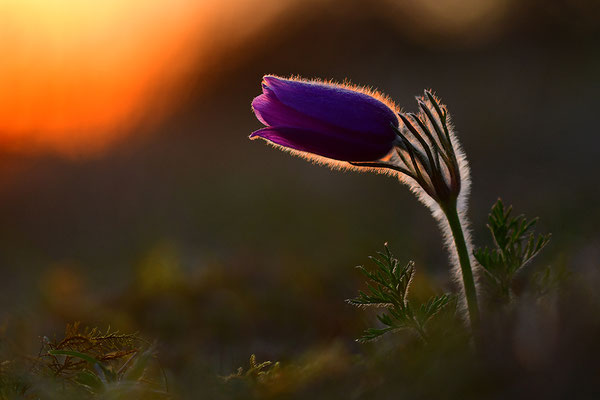 Küchenschelle im Abendlicht