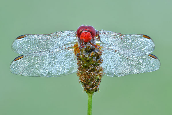 Feuerlibelle Männchen Frontalansicht