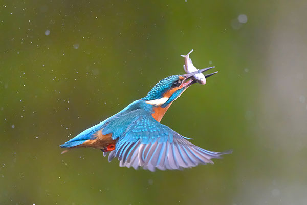Eisvogel Männchen