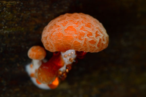 Orangeroter Adernseitling
