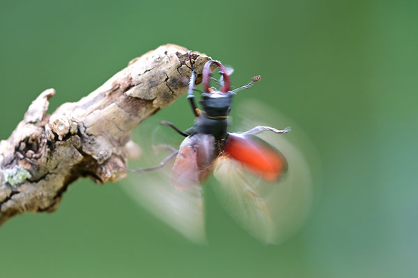 Hirschkäfer im Abflug