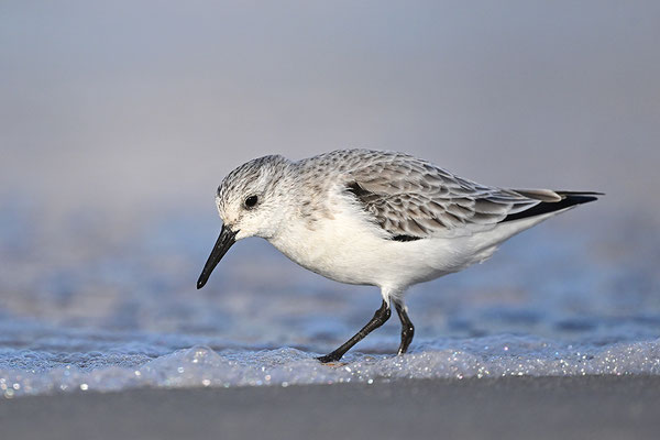 Sanderling