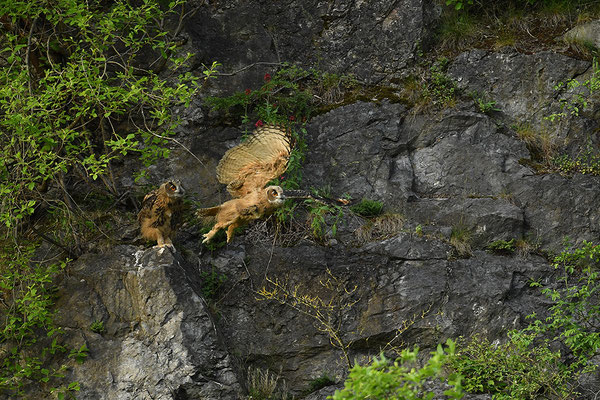 Uhu Jungvogel