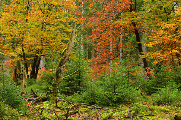 Urwald Nationalpark Eifel