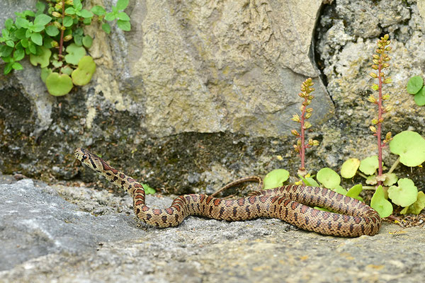 Leopardnatter