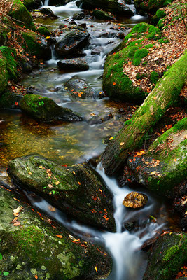 Bachlauf Bayrischer Wald