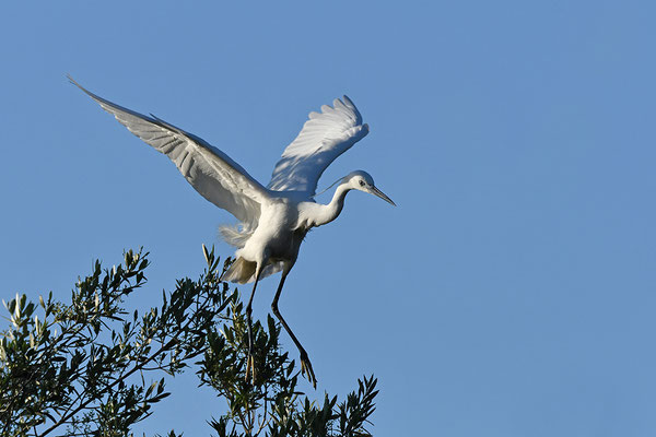 Seidenreiher im Flug