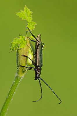 Moschusbock
