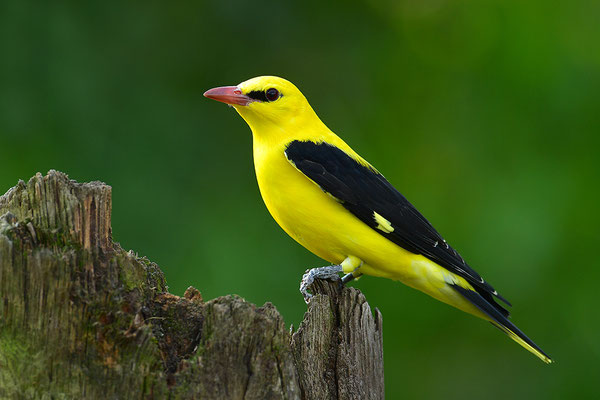 Pirol Männchen