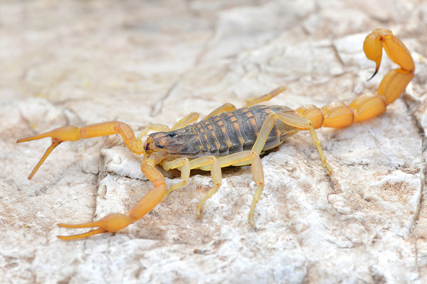 Gemeiner Skorpion
