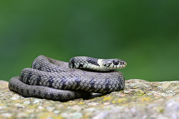 Ringelnatter