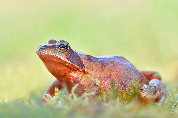 Grasfrosch Weibchen