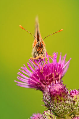 Goldener Scheckenfalter