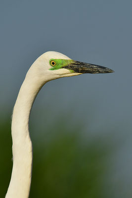 Silberreiher Kopfportrait