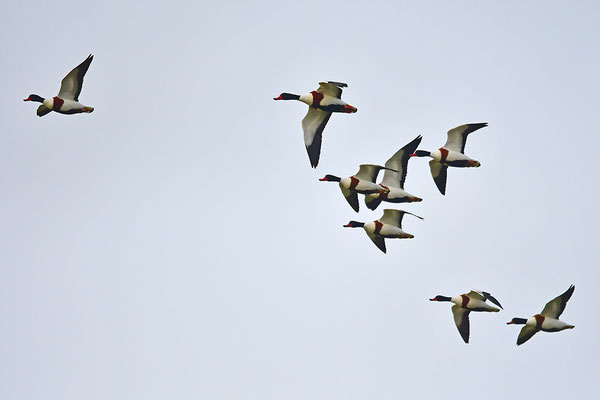 Blässgänse im Flug