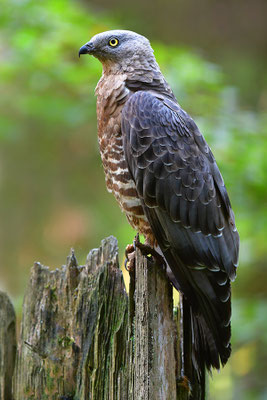Wespenbussard, Nationalpark Bayrischer Wald Tierfreigelände Neuschönau
