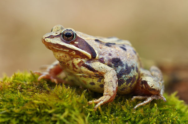 Moorfrosch