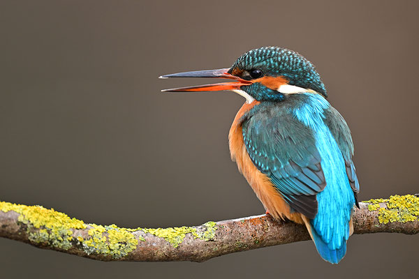 Eisvogel Weibchen