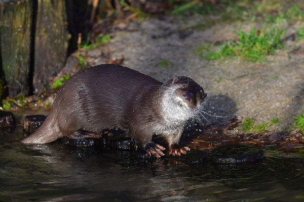 Fischotter