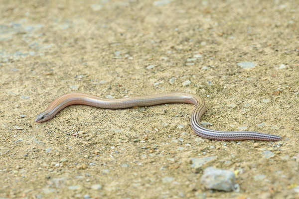 Gesprenkelter Schlangenskink