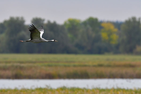 Kraniche im Flug