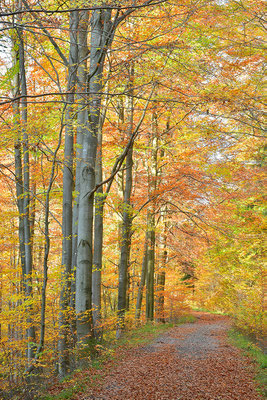 Wildbach Ternell Herbststimmung