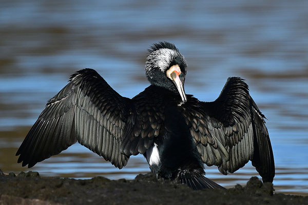 Kormoran