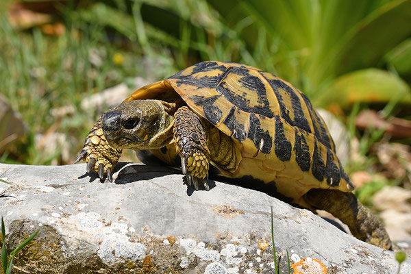 Maurische Landschildkröte