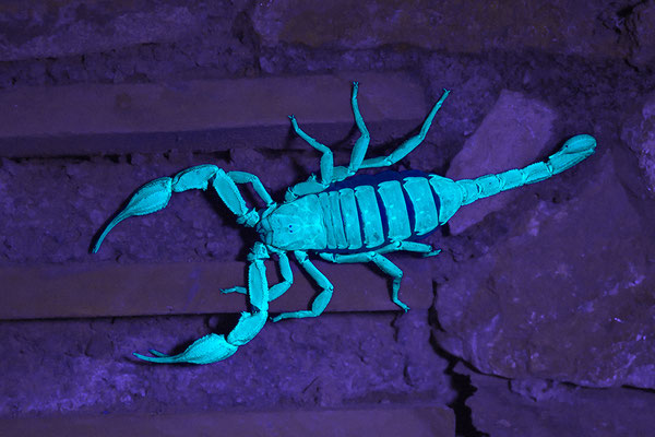Dufours Skorpion
