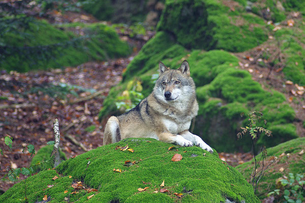 Wolf, Nationalpark Bayrischer Wald Tierfreigelände Neuschönau