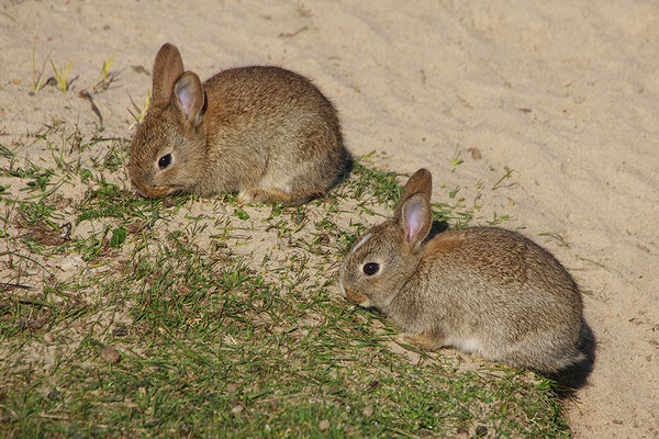 Kaninchen