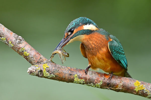 Eisvogel mit erbeutetem Frosch
