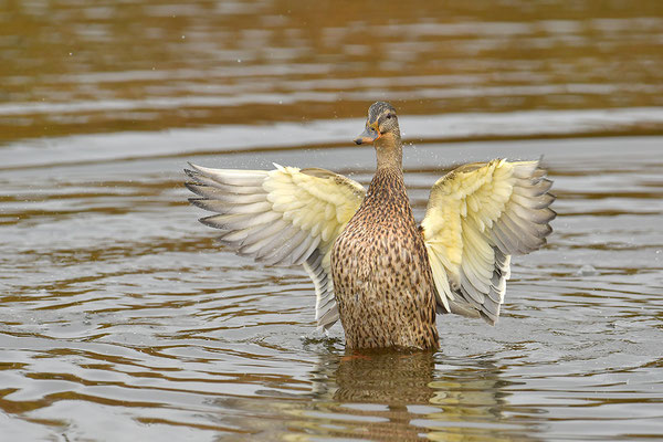 Stockente Weibchen