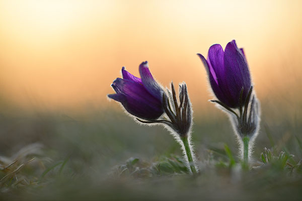 Küchenschelle im Abendlicht