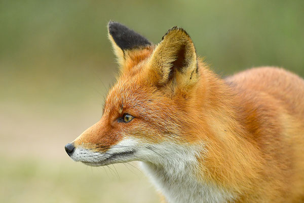 Fuchs