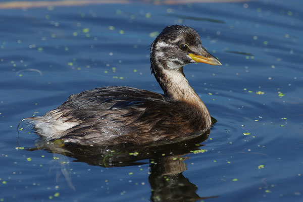Zwergtaucher Jungvogel