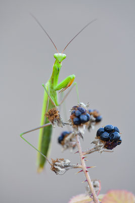 Gottesanbeterin Männchen